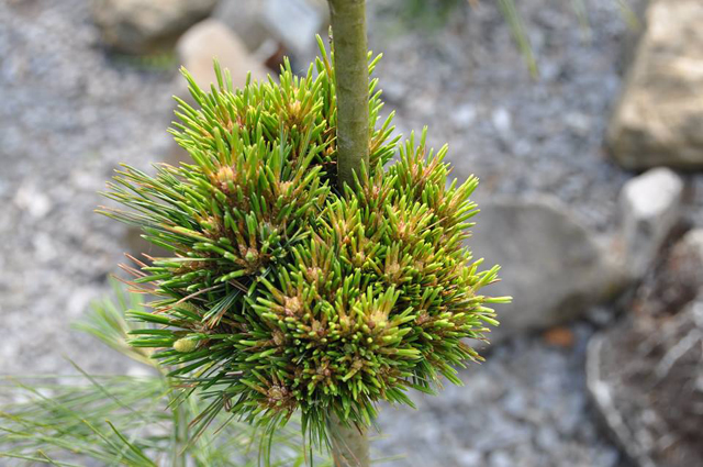 Pinus strobus 'Josh’s Ornament'